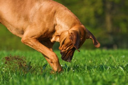 dog-digging-grass